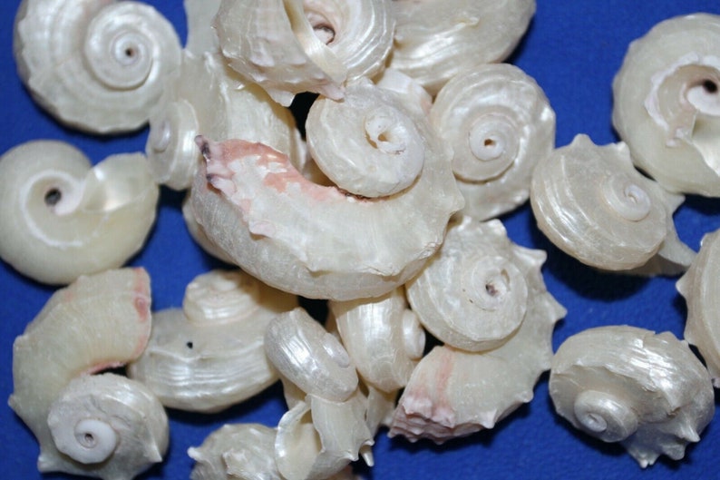 Delphinulas Seashells / DIY Seashell Vase Fillers Craft Shells Etsy