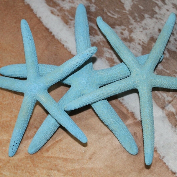 Beach Wedding Venue Decor Aqua Blue Colors, Real Preserved Starfish, 5 inch to 8 inch, Large Sea Foam Fast Free Shipping