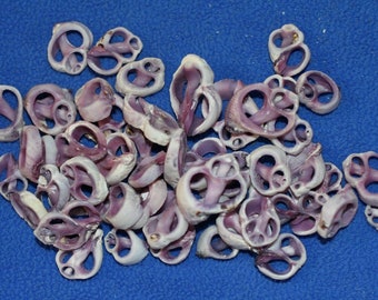 Small Center Cut Seashells | Cebu | 1st Quality | CS-13 Fast Free Shipping