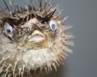 Tiki Preserved marine life taxidermy 6" porcupine fish Beach home decor gift 