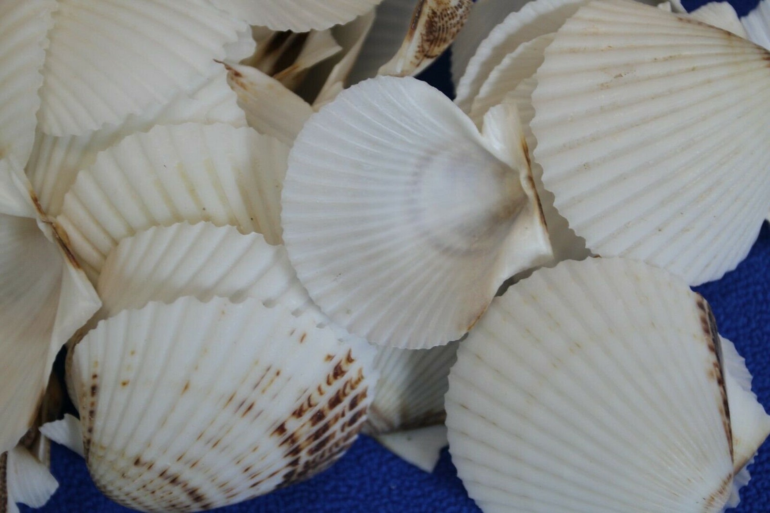 100 Florida White Scallop Shells 1st Quality SS71 Fast Etsy