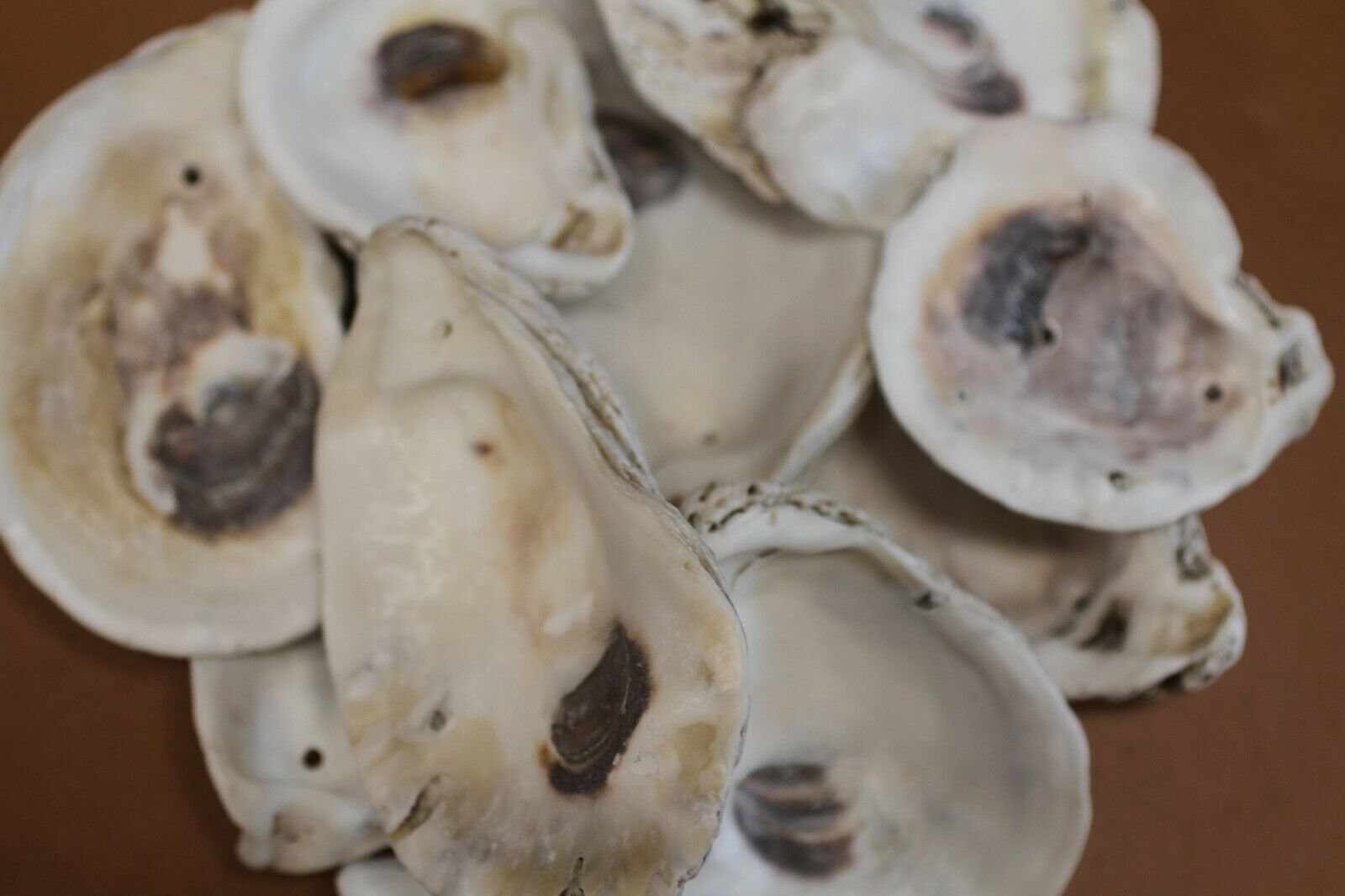 Large Oyster Shells Drilled Holes Tumbled Smooth Craft Etsy