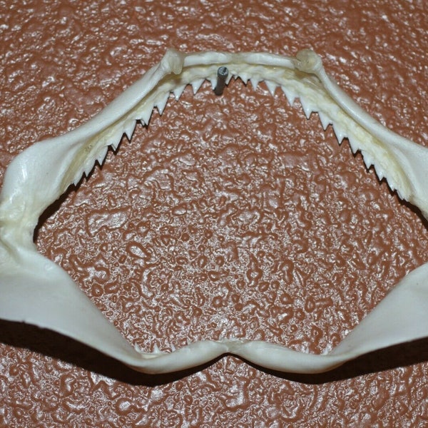 Shark Jaw Display Natural Preserved | 5"+, SS-83 Fast Free Shipping