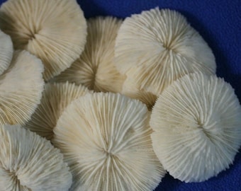 4  Natural Genuine White Mushroom Corals Home Decor Nautical 2-3" Aquarium Reef 