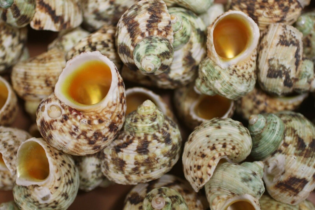 DIY Seashell Cross Shells, Turbo Goldmouth Seashells, 1 1/4 1 1/2, SS ...