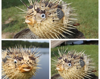 Stuffed 8" - 11" Porcupine Fish- Hanging Display- Aquatic Decor- Teachers Classroom Teaching Aid- Coastal- Nautical- Beach Decor- Gift Idea