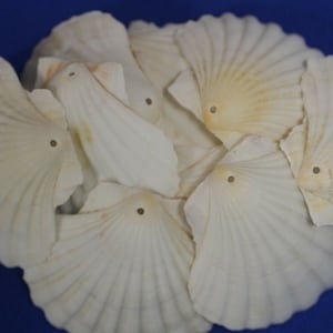 Large  Seashells For Decopauge Crafts | Drilled White Irish Cups Shells | Ships Free SS-86