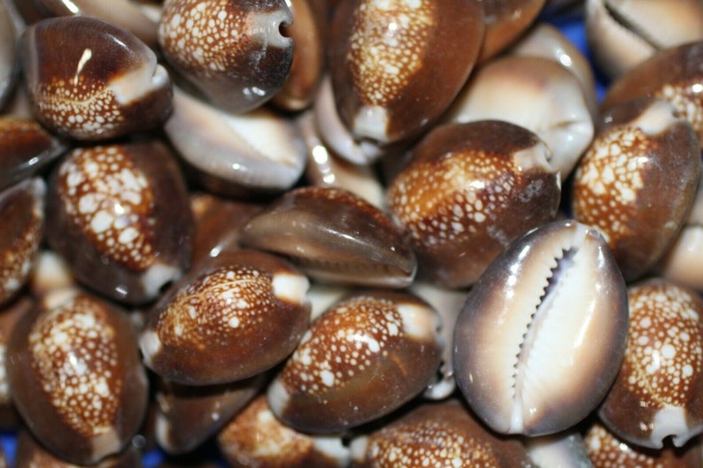 1st Quality SS-37 Snakehead Cowrie Seashells Volume Priced