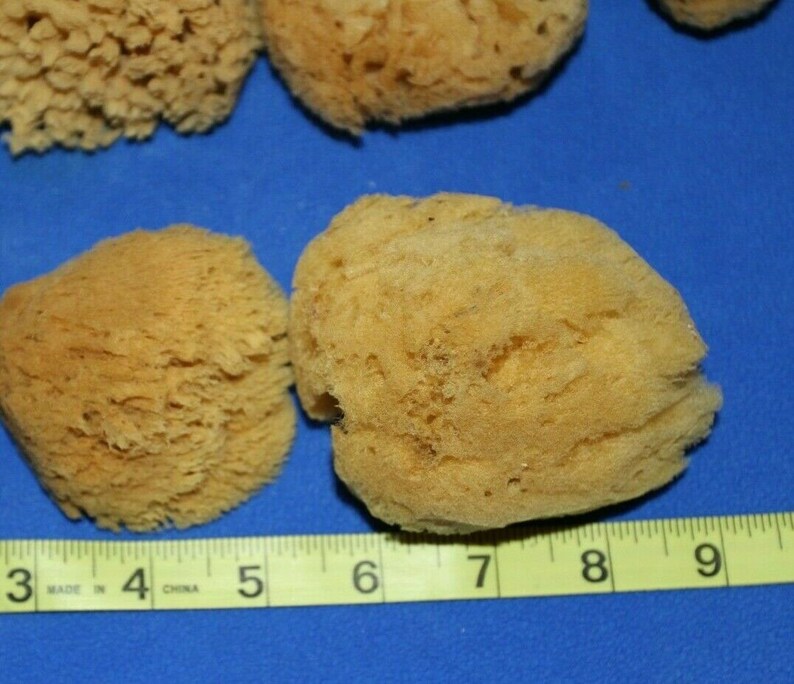 Natural Sea Sponges 2 Inch to 4 Inch / SS27 Fast Free Etsy