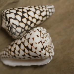 Marble Cone / Conus Marmoreus Seashells, SS-95 Fast Free Shipping image 7