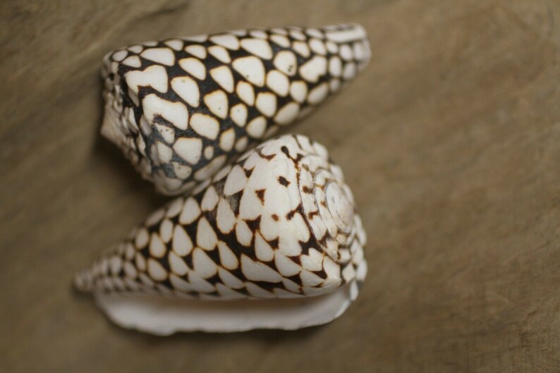 Marble Cone / Conus Marmoreus Seashells, SS-95 Fast Free Shipping image 7