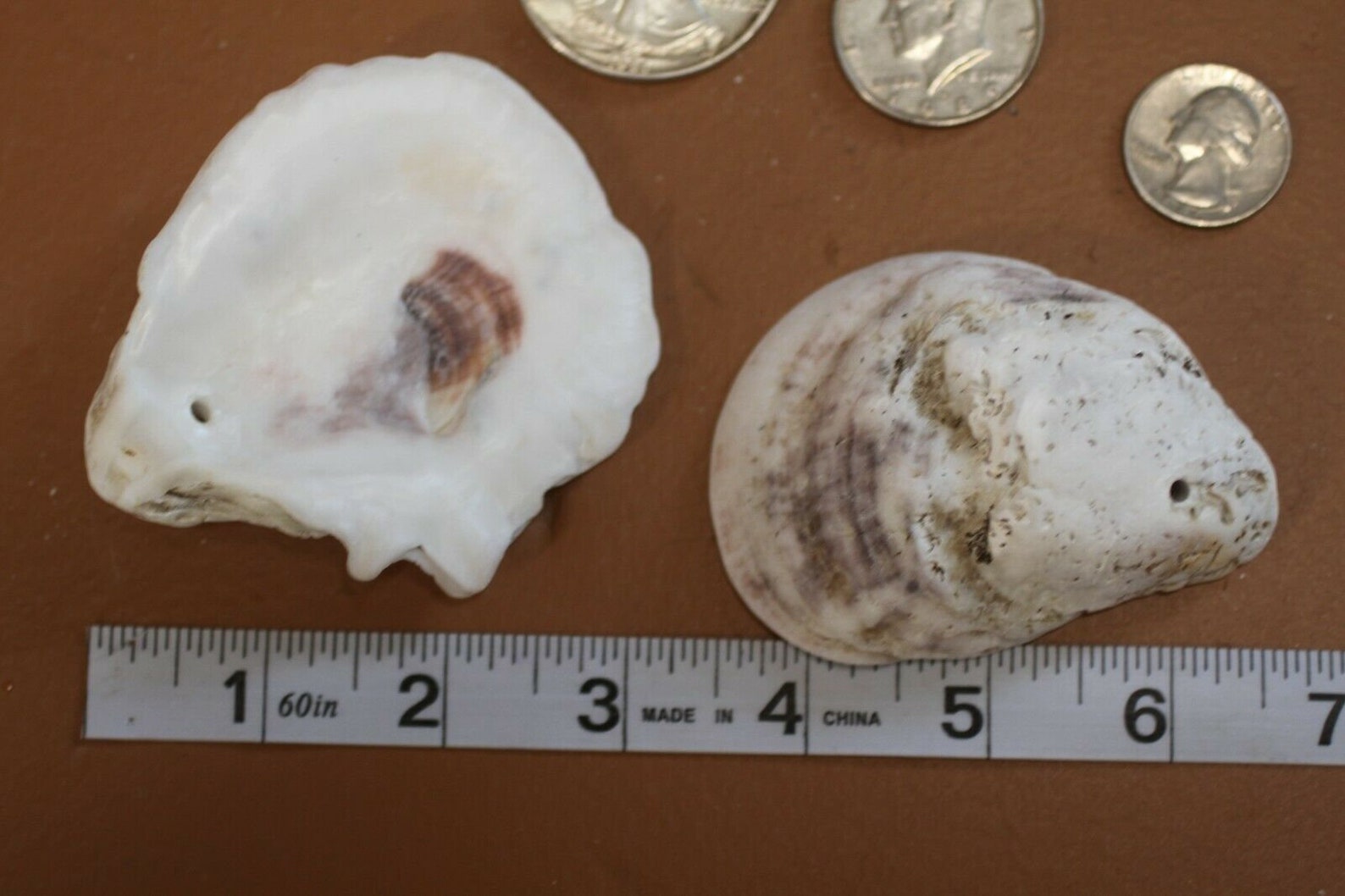 Large Oyster Shells Drilled Holes Tumbled Smooth Craft Etsy