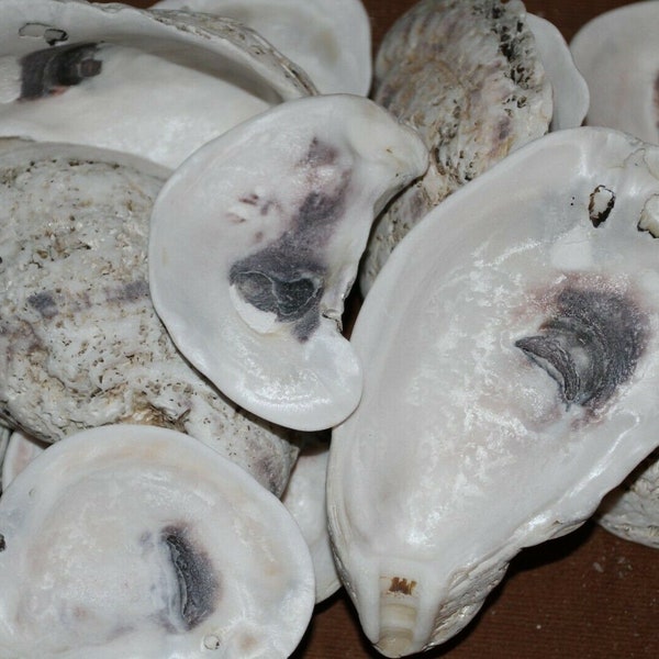 Large Oyster Shells for Crafts, Surf Look Tumbled | 3 to 4 inch + Large Oyster Shells Fast Free Shipping