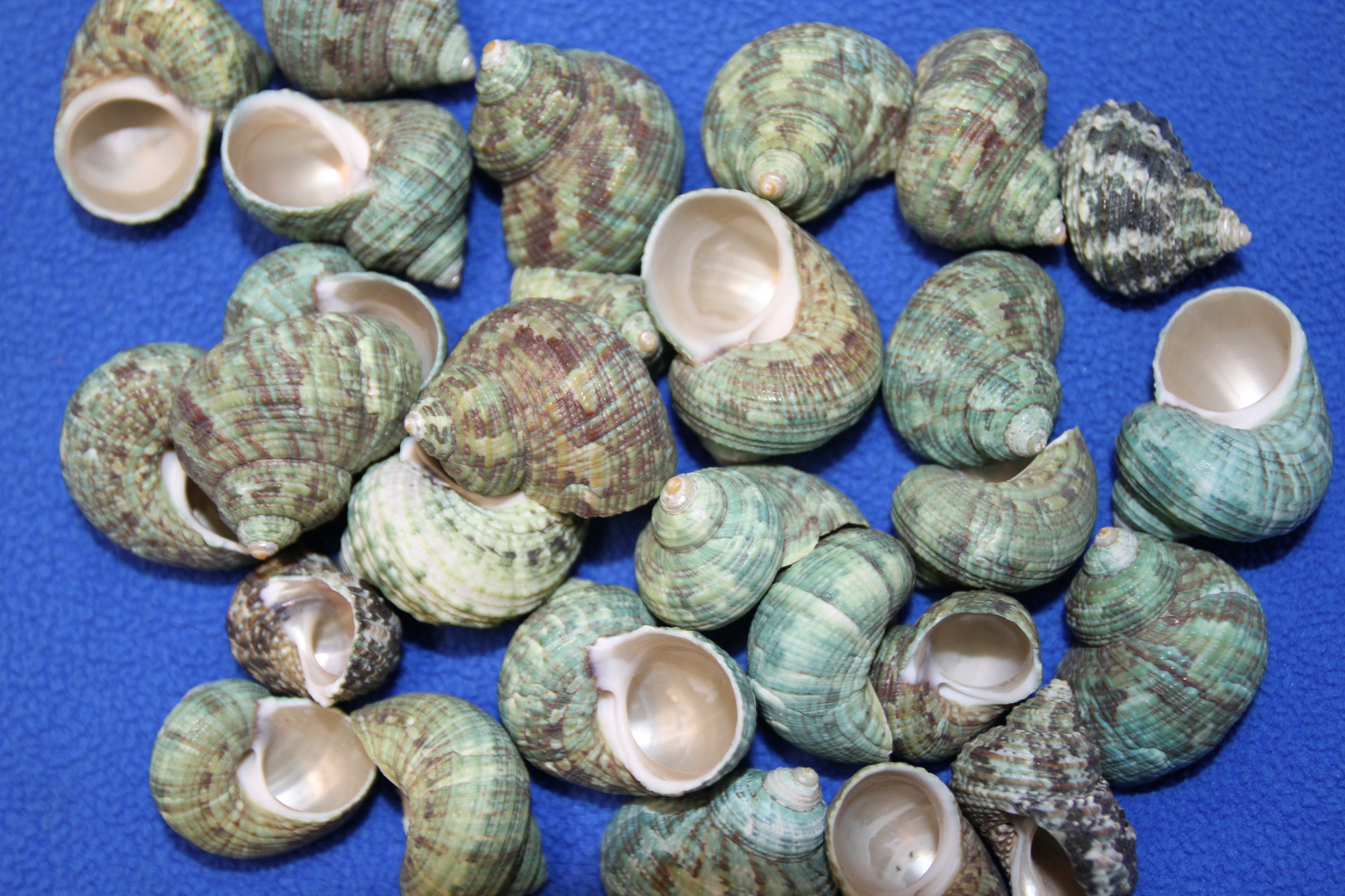 Jade Green Turbo Sea Shells Turbo Brunneus (10 shells approx. 1-2 inches)  Natural Green Shells for Hermit Crab Home, Display & Collecting!