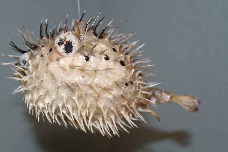 Tiki Preserved marine life taxidermy Beach home decor gift 6" porcupine fish 
