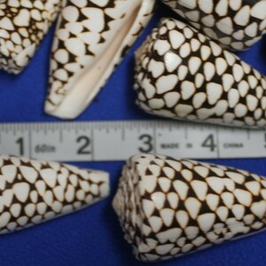 Marble Cone / Conus Marmoreus Seashells, SS-95 Fast Free Shipping image 9