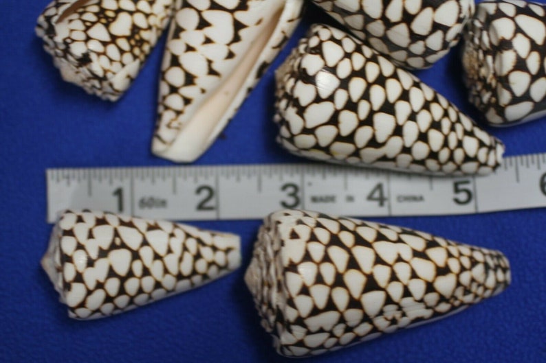 Marble Cone / Conus Marmoreus Seashells, SS-95 Fast Free Shipping image 9