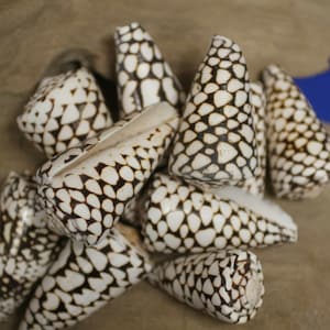 Marble Cone / Conus Marmoreus Seashells, SS-95 Fast Free Shipping image 6