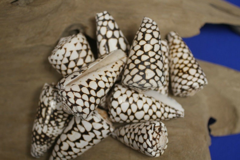 Marble Cone / Conus Marmoreus Seashells, SS-95 Fast Free Shipping image 6