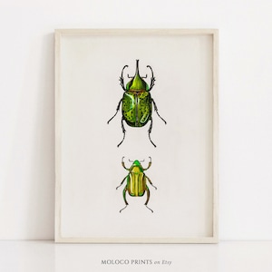 Scarab Beetle, Vintage Bug Insect Poster, Animal Decor, Printable Wall Art Prints, Office Home, Illustration, Instant Digital Download