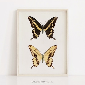 Cresphontes Butterfly, Vintage Insect Poster, Animal Decor, Printable Wall Art Prints, Office Home, Illustration, Instant Digital Download