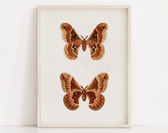 Attacus Promethea, Vintage Moth Butterfly Poster, Animal Decor, Printable Wall Art Prints, Office Home Illustration Instant Digital Download