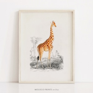 Giraffe, Safari Animal Print Vintage Poster, Nursery Decor Printable Wall Art Prints, Office Home Zoo Illustration, Instant Digital Download