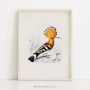 Abubilla, póster vintage con estampado de pájaro, decoración de safari para guardería, impresiones artísticas de pared imprimibles, ilustración para oficina y hogar, descarga digital instantánea