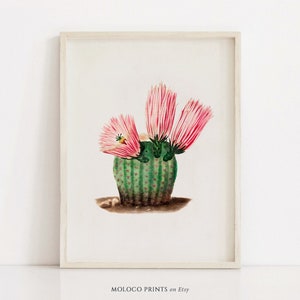 Rosa Kaktus Druck, Vintage Sukkulenten Kakteen Botanisches Poster, druckbare Kunst, Wüste Boho Wohndekor, sofortiger digitaler Download