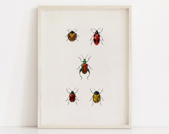 Antique Beetles, Vintage Bug Insect Poster, Animal Decor, Printable Wall Art Prints, Office Home, Illustration, Instant Digital Download