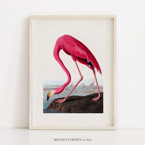 Flamingo, Safari Bird Print Vintage Poster, Animal Zoo Decor, Printable Wall Art Prints, Office Home, Illustration, Instant Digital Download