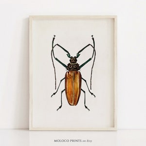 Enoplocerus Beetle, Vintage Bug Insect Poster, Animal Decor, Printable Wall Art Prints, Office Home, Illustration, Instant Digital Download