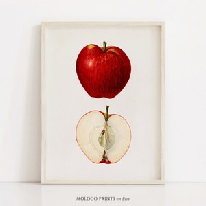 Apple Fruit Print, Vintage Antique Botanical Poster, Printable Wall Art Prints, Kitchen Home Decor Illustration, Instant Digital Download