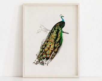 Peacock, Peafowl, Vintage Bird Print, Animal Poster, Printable Wall Art Prints, Office Home Decor, Illustration, Instant Digital Download