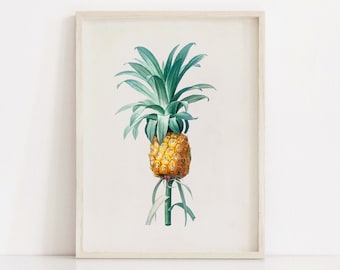 Stampa di piante di ananas, poster botanico antico vintage, stampe d'arte da parete stampabili, decorazioni per la casa in cucina, download digitale istantaneo