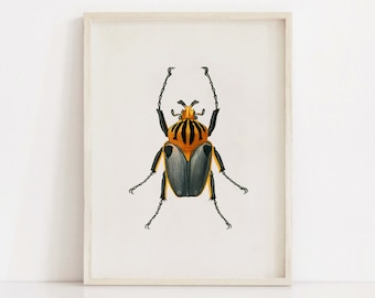 Goliath Beetle, Vintage Bug Insect Poster, Animal Decor Gift, Printable Wall Art Prints, Office Home, Illustration, Instant Digital Download