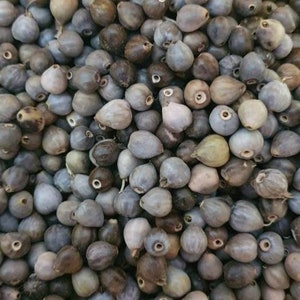 Natural Jobs tears seeds beads 300 pcs, drilled, Natural Seeds, Natural Beads, Organic Beads, Saint Mary&#39;s tears beads, David&#39;s tears beads