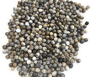 Cuentas de lágrimas de Job, 1000 piezas, semillas de lágrimas de Job naturales perforadas, semillas naturales, cuentas naturales, cuentas de lágrimas de Santa María