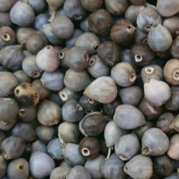 Job's Tears Seeds perles BOX Natural Jobs larmes graines perles percées, Graines naturelles, Perles naturelles, Perles de larmes de Sainte Marie