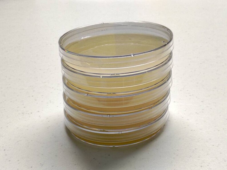 Malt Extract Agar MEA Green Organic Petri Dishes 100 mm x | Etsy
