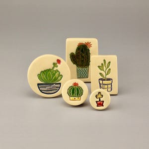 monstera burle marx Monstera 'Burle Marx Flame'