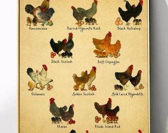 Affiche Connaissez vos poulets, Affiche sur les animaux Art mural, Affiche sur les poulets, Affiche sur les connaissances, Affiche sur les races de poulets Sans cadre