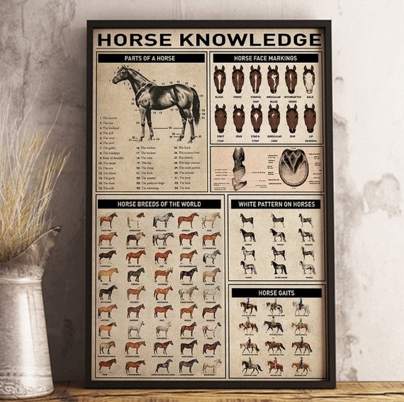 Horse Knowledge Parts of A Horse Horse Breeds Horse Etsy Ireland