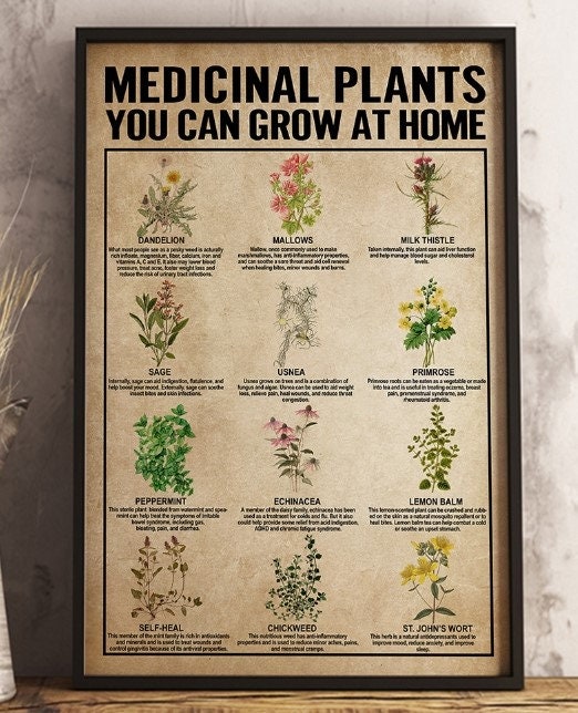 Medicinal Plants Grow at Home Medicinal Plants Knowledge Etsy