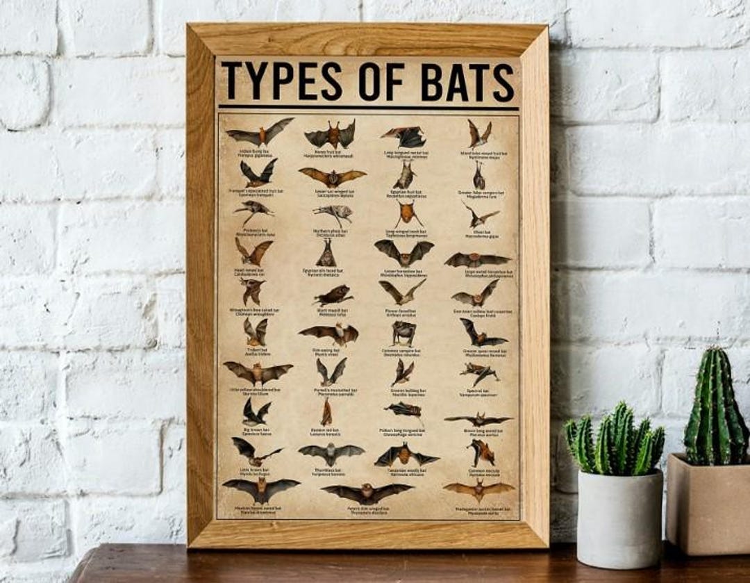 Types of Bats Poster, Bats Knowledge Poster, Wall Art Home Decor, Gift ...