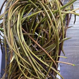 2Taro/Loti Plants( No Shipping to CA.)