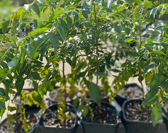 The Curry Plant/Murraya Koenigi(No Shipping to CA)