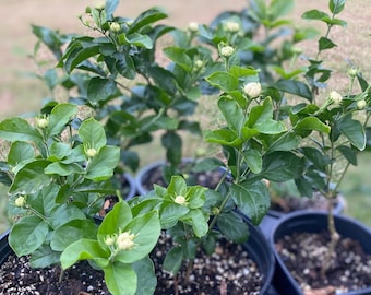 Jasmine Plant/Grand Duke of Tuscany/Jasminum Sambac( No Shipping to CA.)