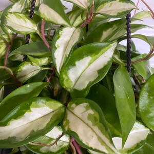 Hoya/ Wax plant(Rubra)