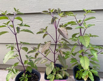 2 Tulsi /Holy Basil Plants( No Shipping to California.)